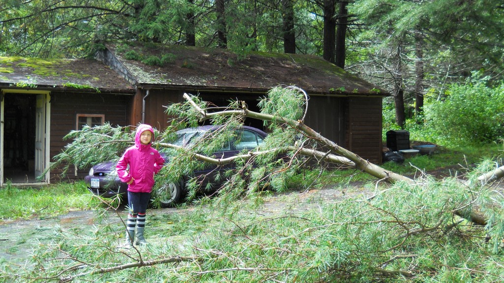 Fallen tree in the Catskills