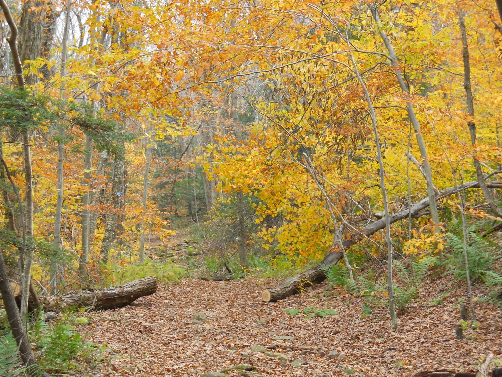 The Platte Clove Preservel in the Catskill Mountains