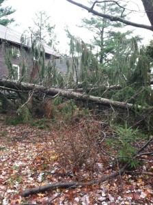 Tree damage by my house in Kerhonkson, NY