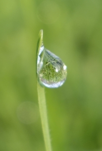 drop-of-dew