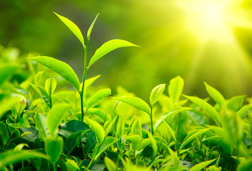 leaves-tea-green-sun-light