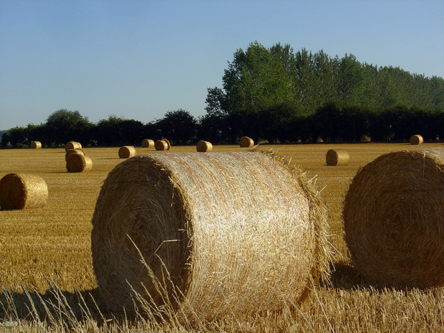 first-harvest-2015