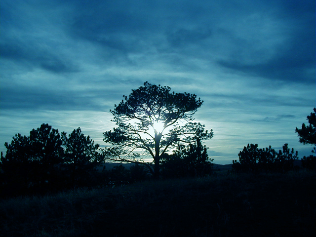 the-tree-of-life